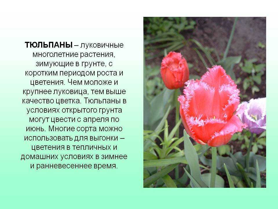 Описание, посадка и уход за геранью «тюльпановидной»: фото + видео