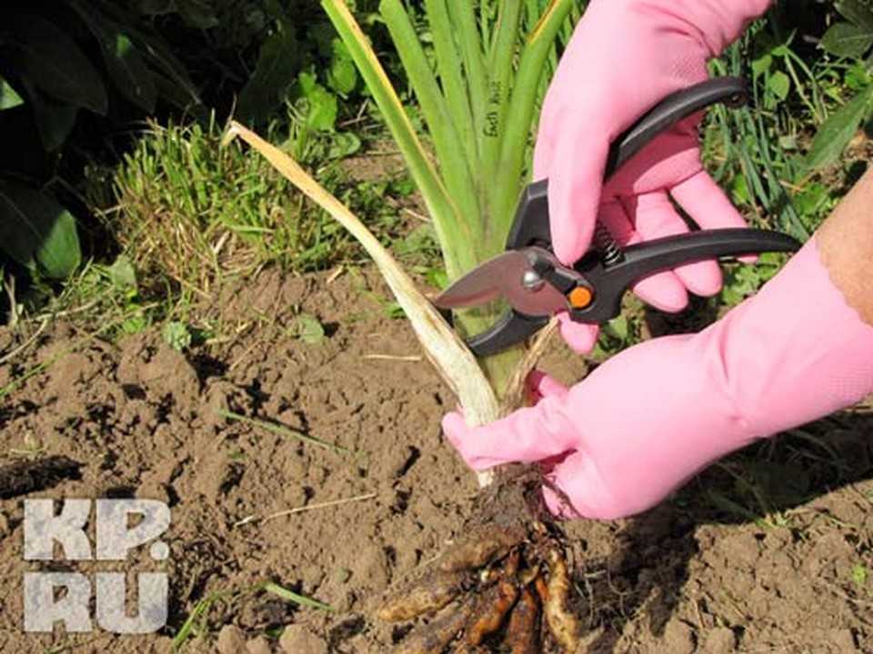 Пересадка лилий после цветения летом и осенью на другое место пошагово