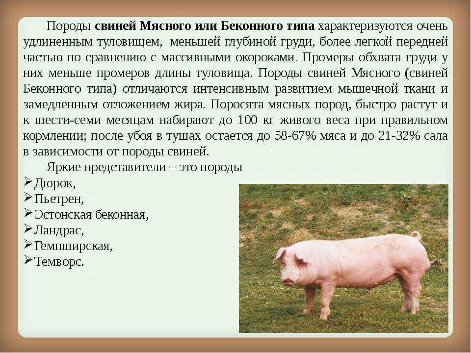 Описание свиней породы ландрас • особенности и характеристики