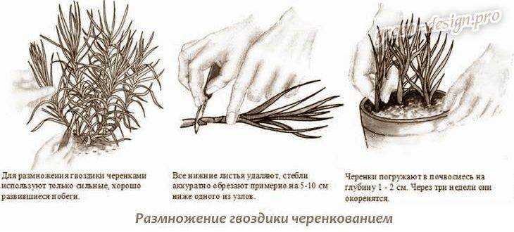 Простые способы размножения пионов, с которыми справится даже начинающий садовод!
