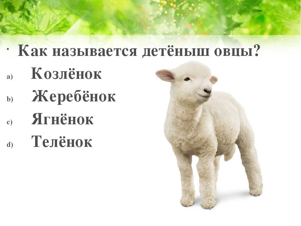 Как называют детеныша овцы и барана: обзор и фото
как называют детеныша овцы и барана: обзор и фото