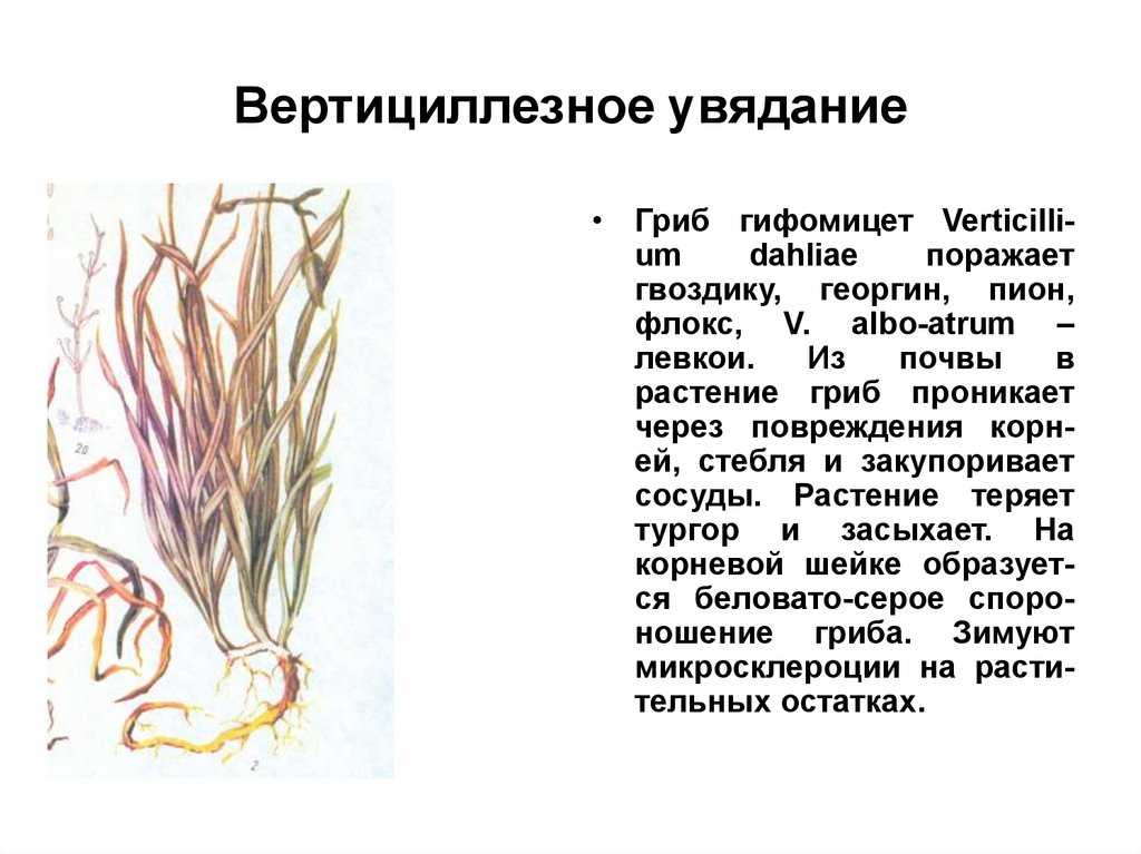 Заболевания слезных органов. диагностика и лечение