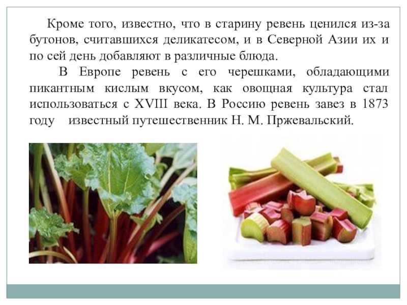 Ревень польза и вред для организма.при каких болезнях помагает