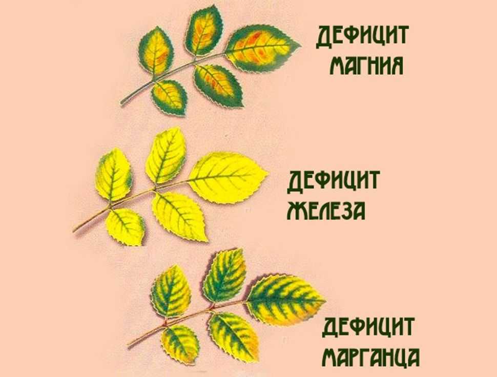 Хлороз и как бороться с ним?