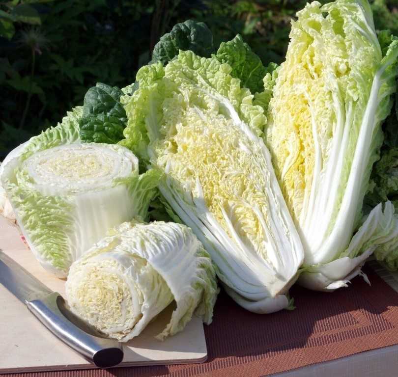 Выращивание пекинской капусты, все о пекинской капусте, секреты урожая