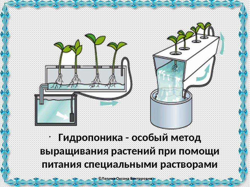 Огурцы методом гидропоники
