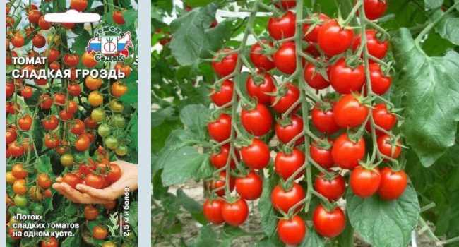 Томат "красная гроздь": описание сорта, фото и основные характеристики русский фермер