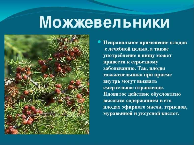 Ягоды можжевельника – можжевеловые плоды, рецепты, польза