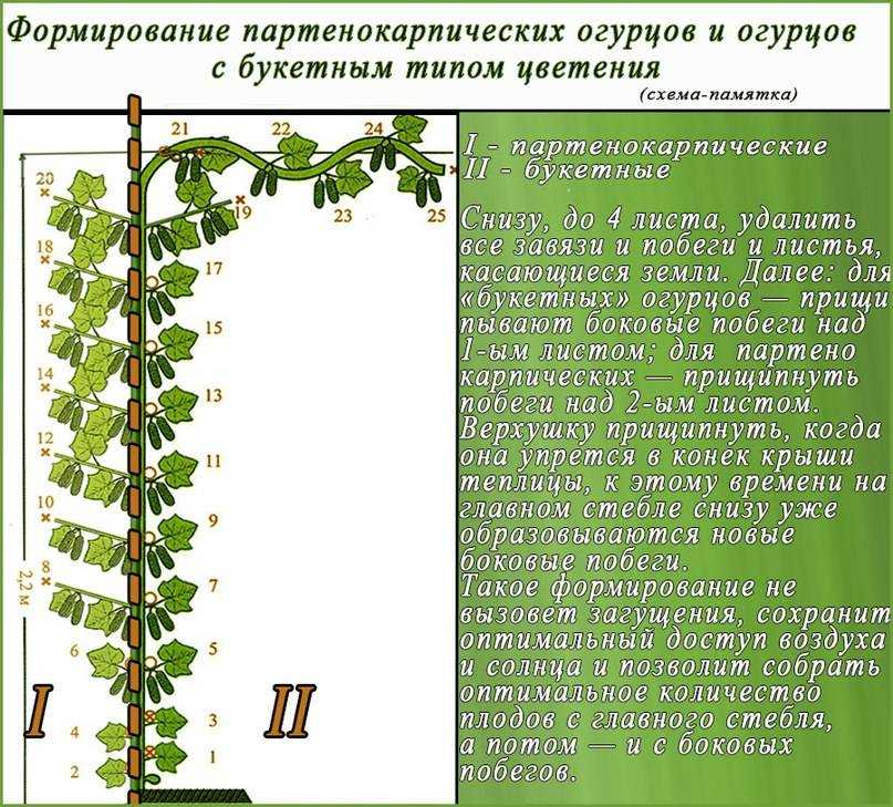 ᐉ 7 лучших сортов китайских огурцов для теплицы и открытого грунта