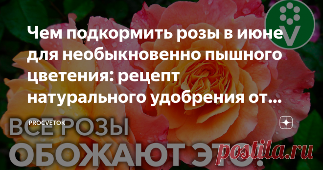 Подкормка роз весной: чем подкормить для пышного цветения, как правильно