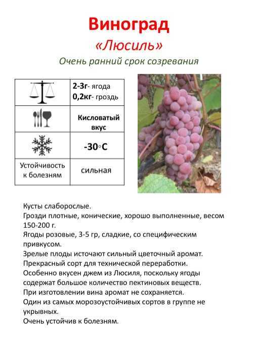 Сорт винограда левокумский: что нужно знать о нем, описание сорта, отзывы