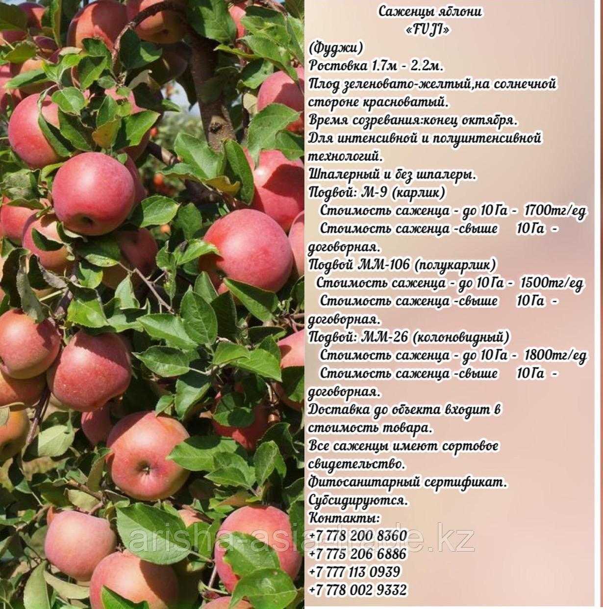 Яблоки фуджи: описание сорта, фото, отзывы