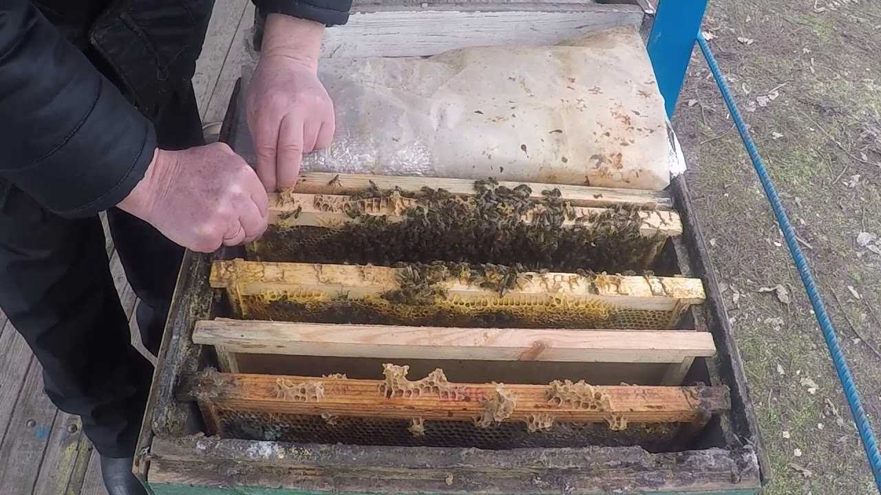 Жизнь нашей пасеки или практическое пчеловодство: увеличение числа семей на пасеке (формирование отводков).