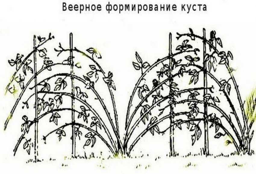 Как обрезать ежевику весной