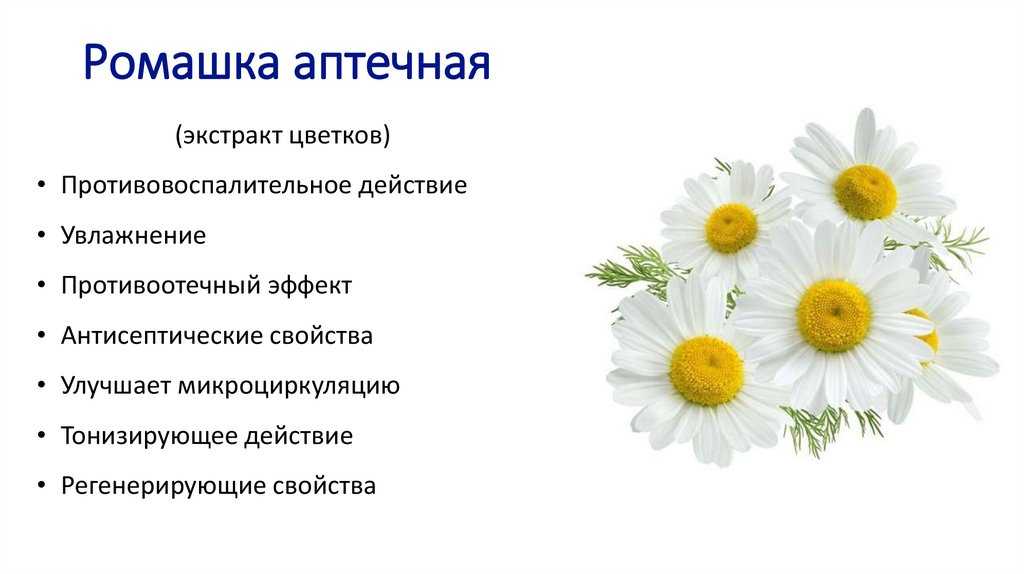 Ромашка