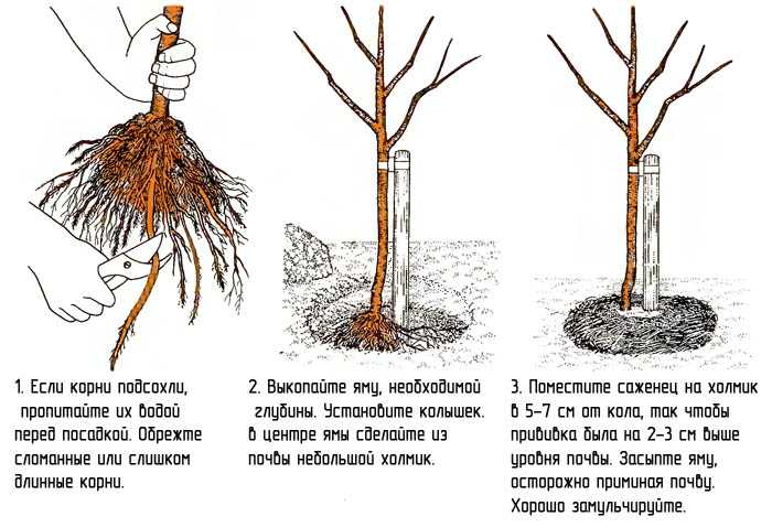 Яблоня авенариус - описание сорта, фото, отзывы - журнал "совхозик"