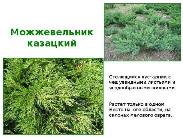 Виды и сорта можжевельника. описание и фото.
