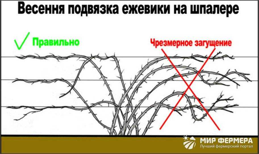 Ежевика: посадка и уход, описание выращивания, свойства, размножение, фото