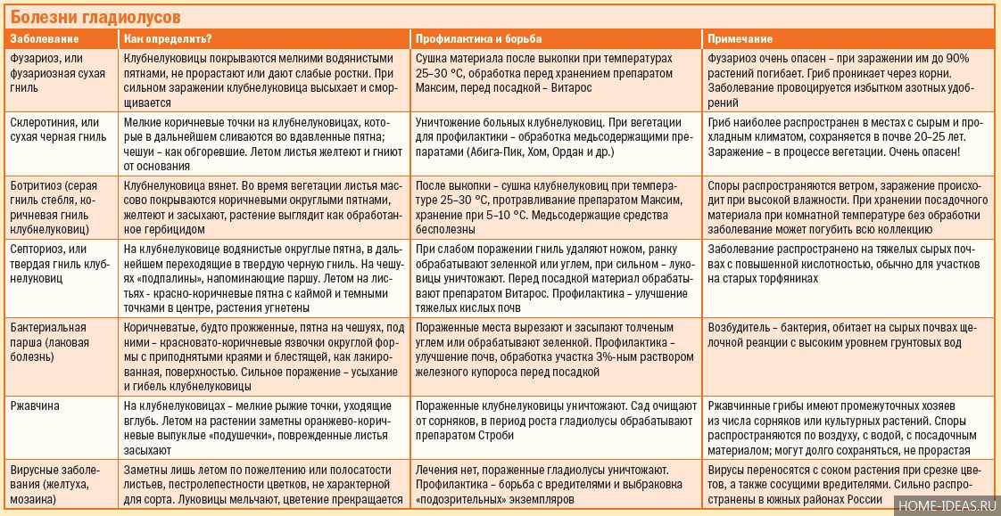 Болезни и вредители гладиолусов: чем обрабатывать и лечить