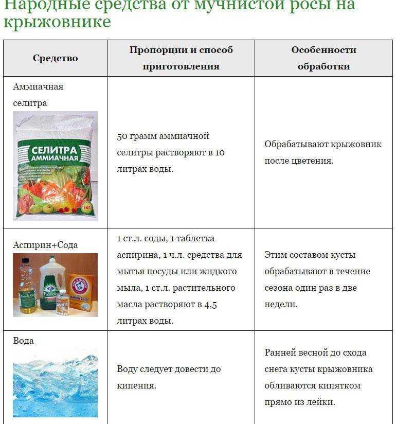 Болезни крыжовника