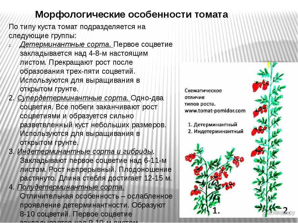 О томате Подснежник: описание сорта, характеристики помидоров, посев