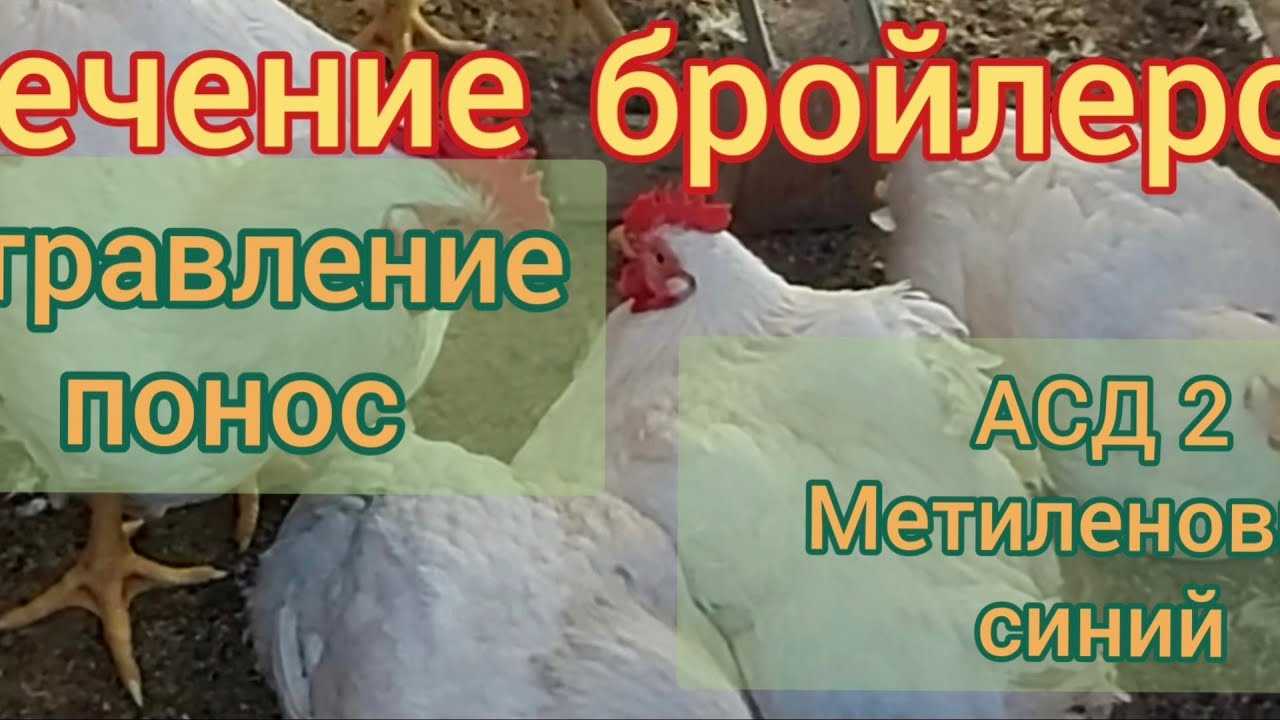Почему поносят цыплята бройлеры и чем лечить
почему поносят цыплята бройлеры и чем лечить