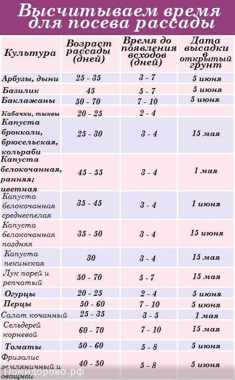Рассада помидоров в домашних условиях — посев, выращивание и уход