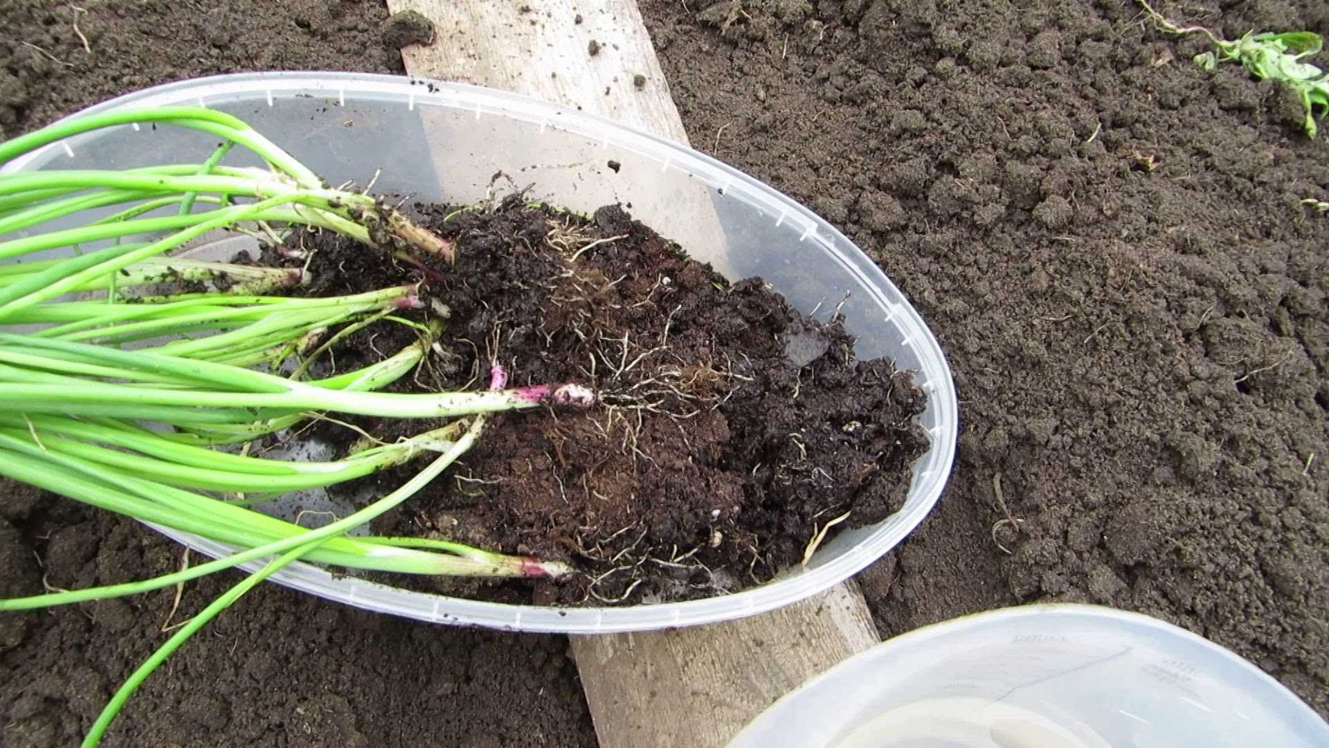 Советы по посадке черемши на даче семенами
