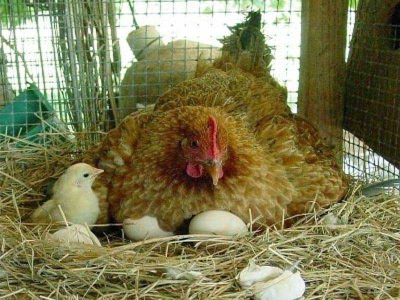 Сколько курица высиживает яйцо до цыпленка: уход за наседкой