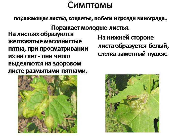 Все основные болезни винограда: профилактика и их лечение