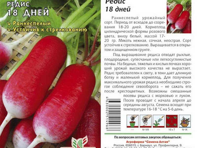 Выращивание редиса. посадка, уход, сорта. фото — ботаничка