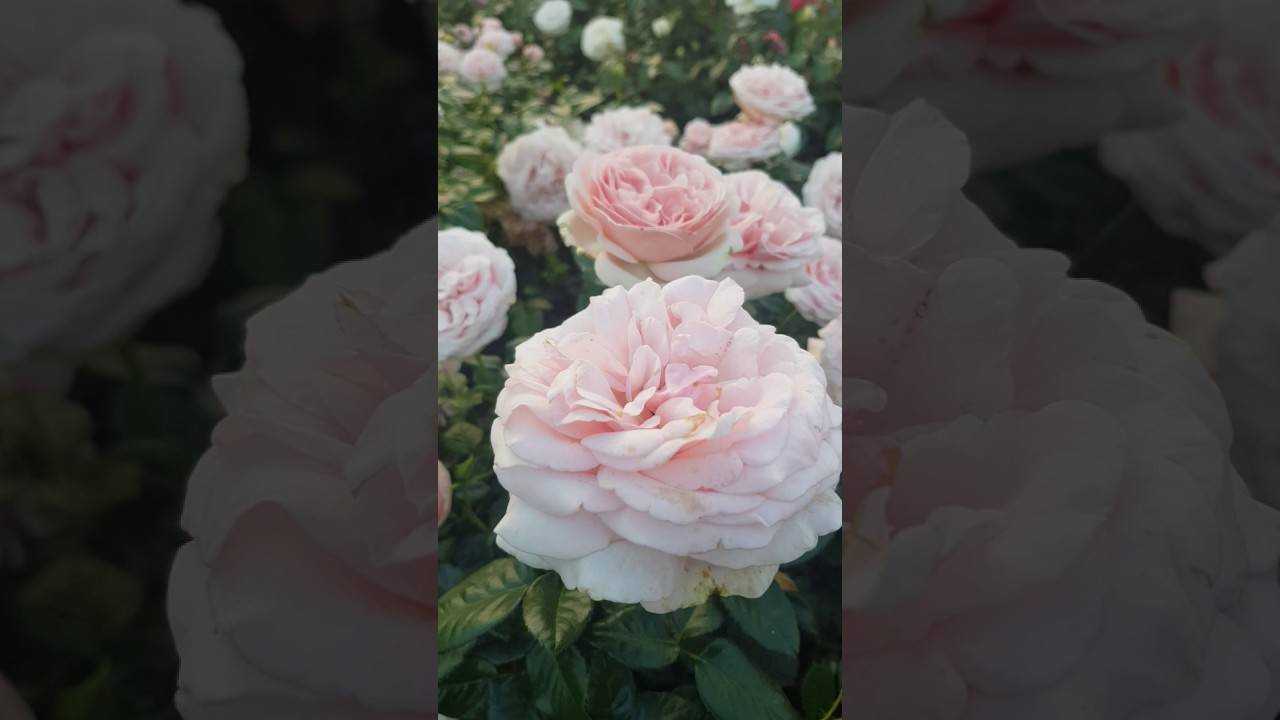 О розе Prince Jardinier: описание и характеристики сорта, уход и выращивание
