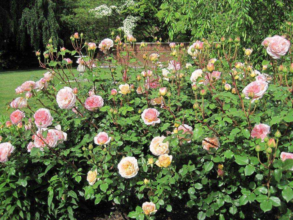 Роза абрахам дерби (abraham darby): фото и описание английского паркового растения, особенности цветения лучшего шраба 1999 года и история возникновения сортадача эксперт