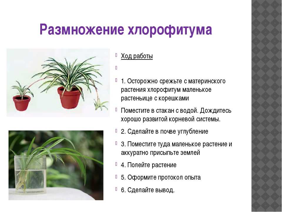 Садовые фиолетовые цветы и домашние: фото и названия растений для декорирования помещений и приусадебных участков