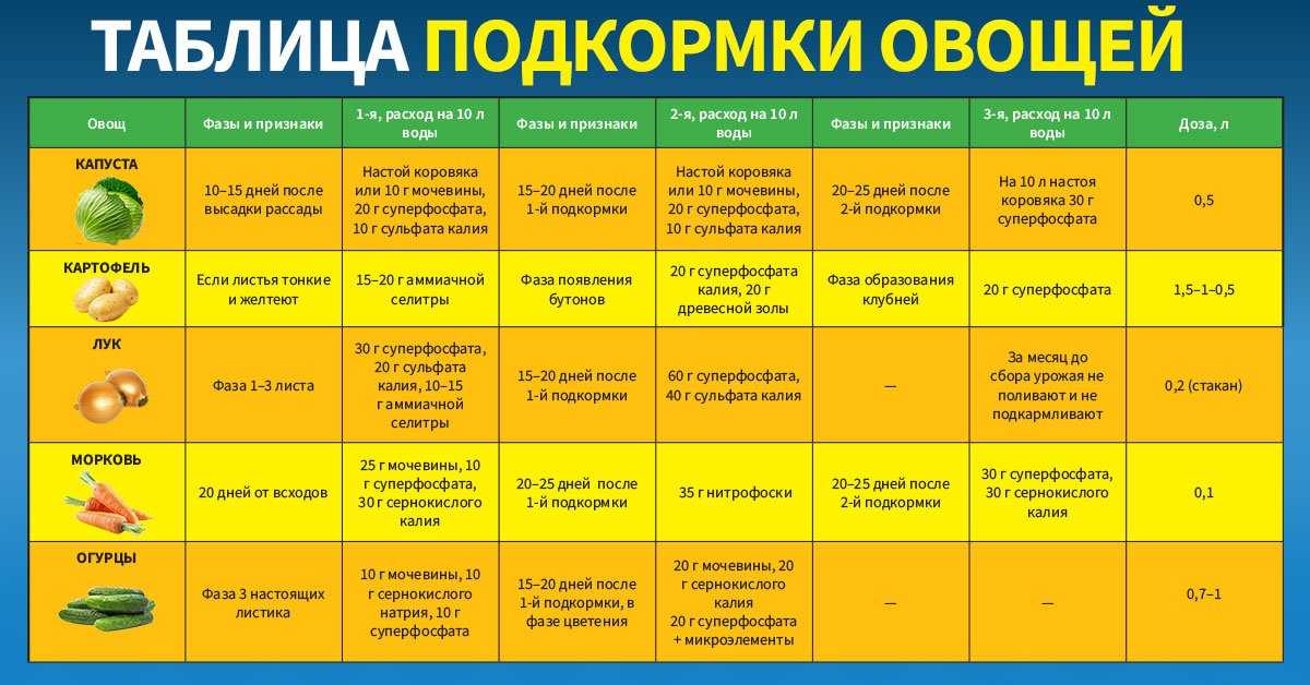 Посадка огурцов в открытый грунт семенами в 2023 году: как и когда сажать пошаговая инструкция