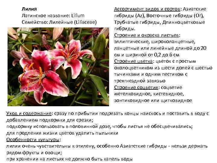 Описание сортов от-гибридов лилий, посадка и уход в открытом грунте