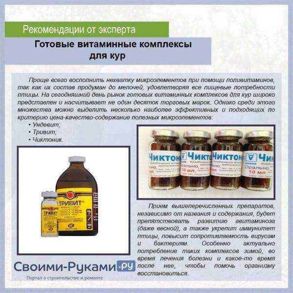 Что делать с курицей, почему не ест, не пьет, сидит нахохлившись, спит на ходу