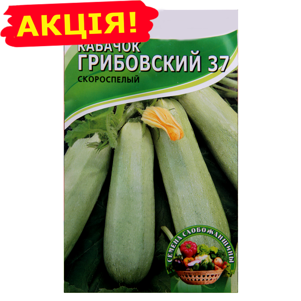 Кабачок грибовский 37: что это за сорт, посадка и уход в открытом грунте