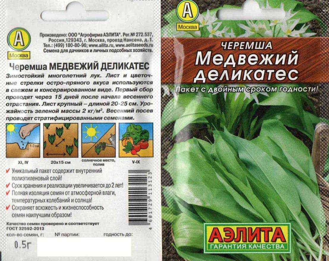 Черемша: выращивание из семян