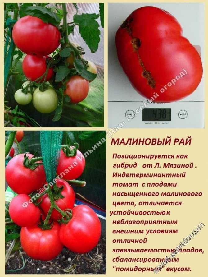 Томат малиновый рай: описание раннеспелого сорта с фото