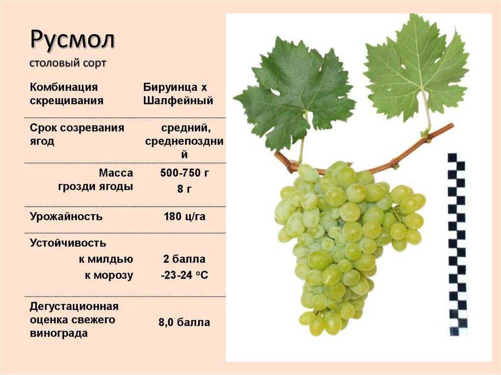 Виноград "восторг": описание сорта, фото, отзывы