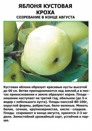 Кустовая яблоня кроха: описание сорта, фото, отзывы