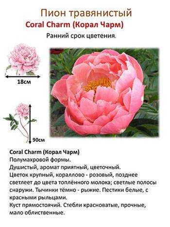 Пион корал шарм (coral charm): фото, отзывы, описание, характеристики