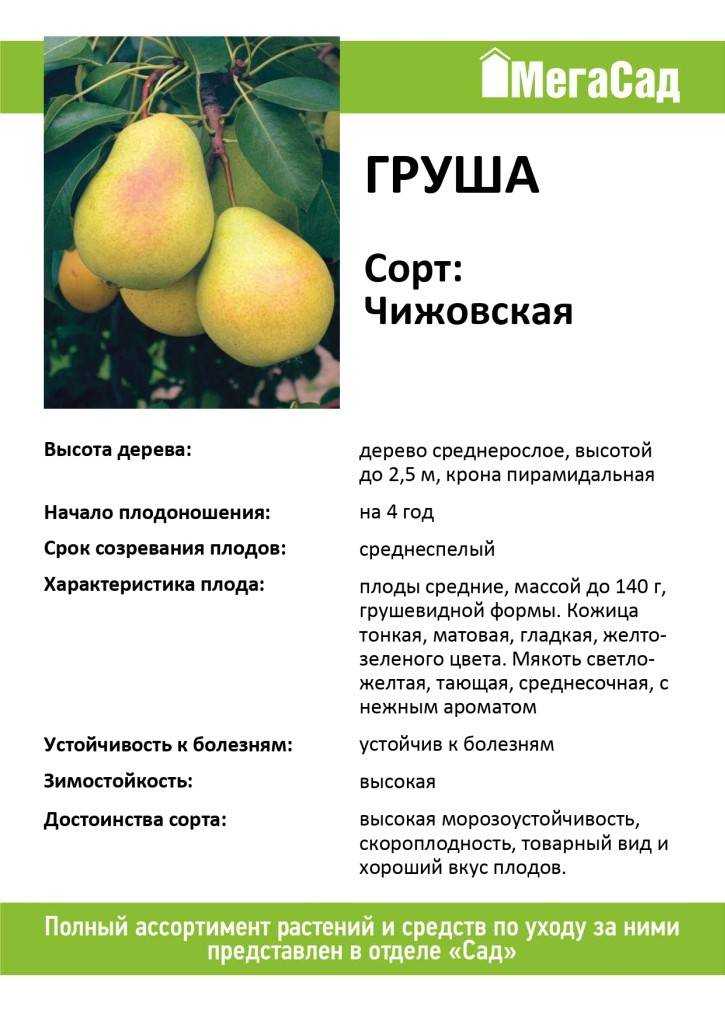 Груша чижовская: описание, фото, полная характеристика, когда снимать урожай, посадка и уход, сроки созревания selo.guru — интернет портал о сельском хозяйстве