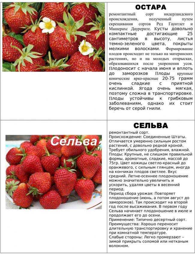 Клубника кардинал: отзывы, фото, описание сорта, выращивание, посадка и уход, урожайность, морозоустойчивость, внесение подкормок