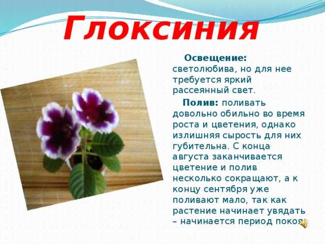 Глоксиния фото, уход в домашних условиях, из семян, приметы и суеверия, отзывы