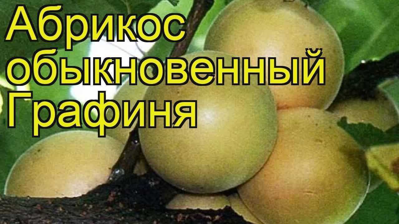 Абрикос фаворит посадка и уход