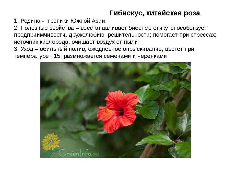 Гибискус садовый (сирийский): посадка и уход в открытом грунте, особенности выращивания