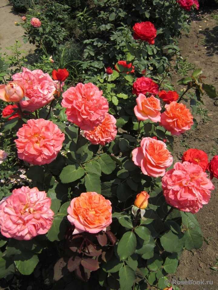 О розе rene goscinny: описание и характеристики сорта, уход и выращивание