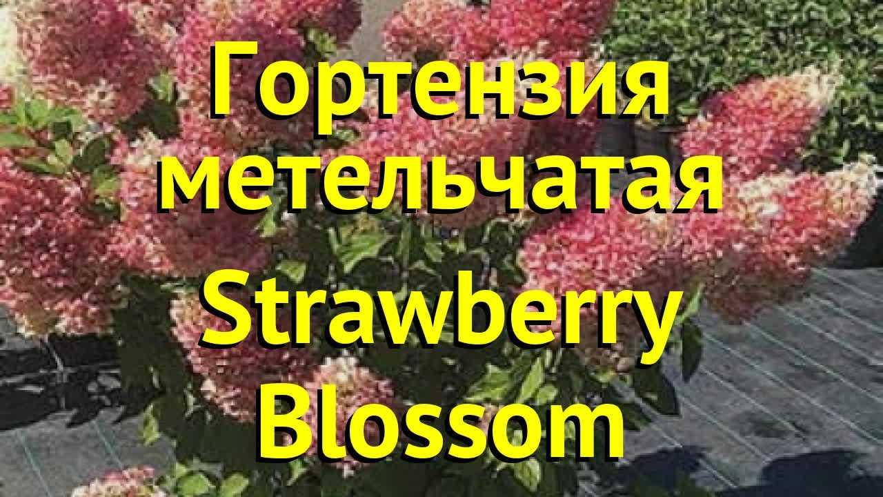 Клубневая бегония: посадка и уход в домашних условиях
